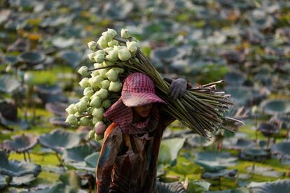 En la imagen, un hombre recoge flores de loto de un estanque para su venta, en la provincia de Kandal, Camboya.