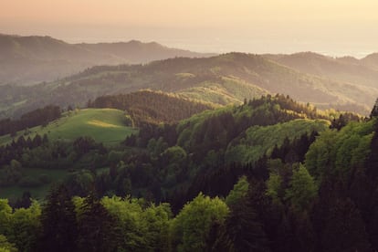 SELVA NEGRA. La soledad de las montañas