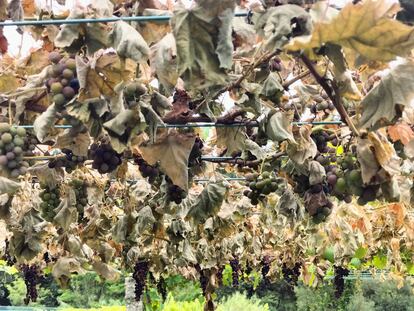 Vine cut on the sabotaged farm of the Moraima cooperative (Barro, Pontevedra).