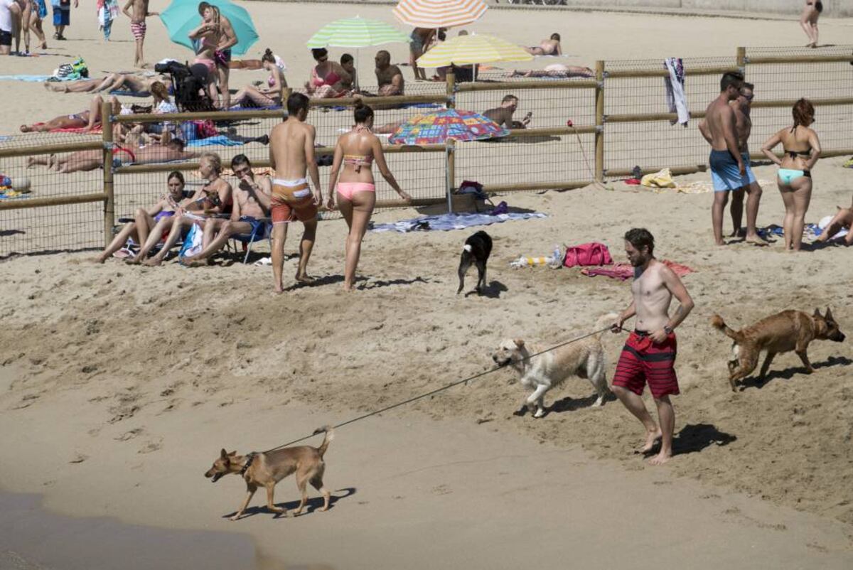 un perro puede morir por comer arena