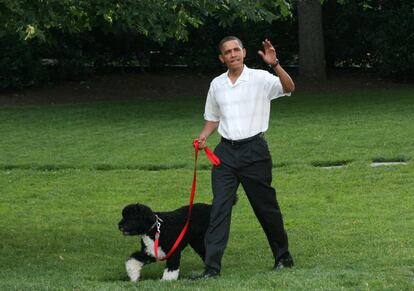 'Bo' era un habitante más en la Casa Blanca cuando Barack Obama era el presidente de Estados Unidos. A este perro de agua portugués se le sumó 'Sunny', de la misma raza pero con un pelaje completamente negro.