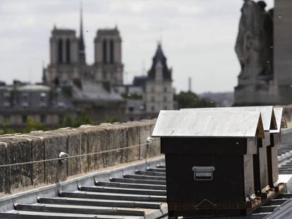Colmenas en el techo de la Monnaie de París, con Notre Dame al fondo, en 2017.