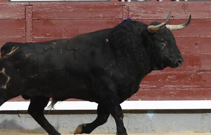 Un toro en una imagen de archivo.