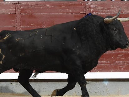 Un toro en una imagen de archivo.