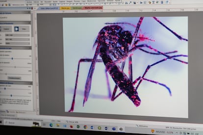 Mosquitoes are investigated at the National Atomic Energy Center in Buenos Aires, Argentina, May 03, 2023