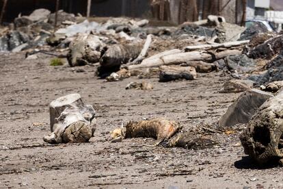 Peces muertos en una de las playas de Fremont, en la bahía de San Francisco, cerca del Parque Natural Don Edwards. El parque es un gran humedal que sirve de refugio a muchas especies de aves. Aquí los cadáveres están más esparcidos a lo largo de la extensa costa.