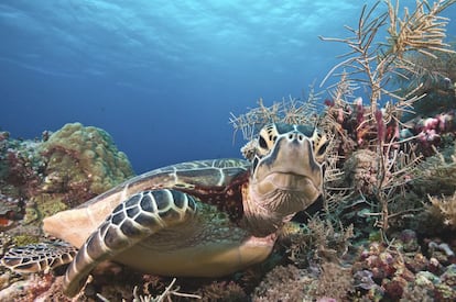 El remoto y minúsculo archipiélago de Palaos, en el Pacífico, es desde hace un tiempo uno de los destinos de buceo más deseados. El 100% de su territorio marino es reserva natural en la que se protege un tesoro de peces, corales y paisajes submarinos a los que se ha llamado el Serengueti marino. En la foto, una tortuga marina.