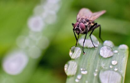 Una mosca posada sobre una hoja llena de gotas de lluvia.