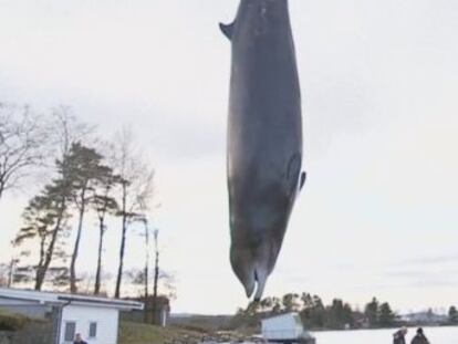 El cetáceo fue sacrificado tras quedar varado en varias ocasiones en aguas poco profundas