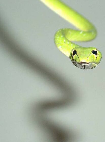 Una serpiente arborícora.