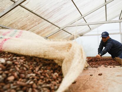 Un agricultor de cacao en San Vicente del Caguán (Colombia), en junio de 2022.