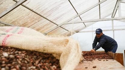 Un agricultor de cacao en San Vicente del Caguán (Colombia), en junio de 2022.