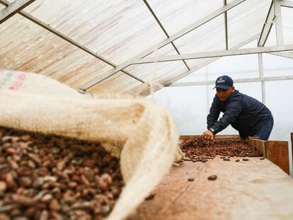 Un agricultor de cacao en San Vicente del Caguán (Colombia), en junio de 2022.