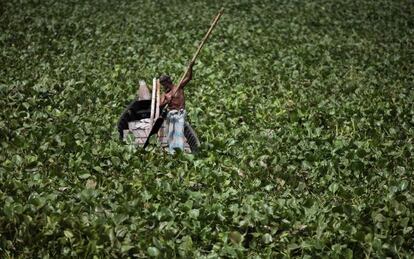 Jacintos de agua en el río de Buriganga, a su paso por Dhaka, Bangladesh.