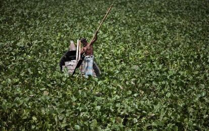 Jacintos de agua en el r&iacute;o de Buriganga, a su paso por Dhaka, Bangladesh.