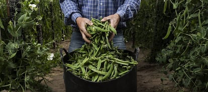 Recogida de guisantes lágrima en el navazo de Rafa Monge