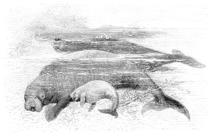 Grabado de la extinta vaca marina de Steller ('Hydrodamalis gigas').