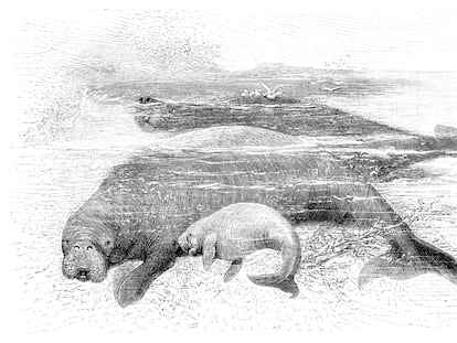 Grabado de la extinta vaca marina de Steller ('Hydrodamalis gigas').