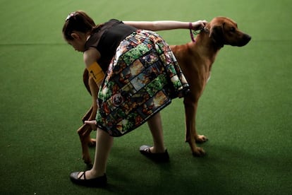 Una joven preparadora corrige la posición de su mascota, un Rhodesian Ridgeback, comúnmente llamado crestado rodesiano, durante una prueba.