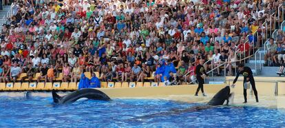 Un momento del espectáculo Orca Ocean, el pasado 8 de octubre en Loro Parque.