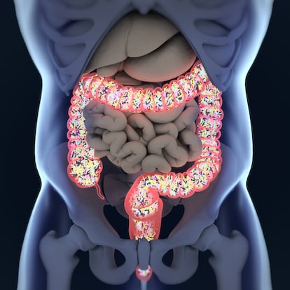 Gut bacteria, microbiome. Bacteria inside the large intestine, concept, representation. 3D illustration. Gut bacteria, microbiome. Bacteria inside the large intestine, concept, representation. 3D illustration.
