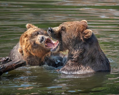 Dos osos pardos en la Fortaleza del Oso en Sitka.