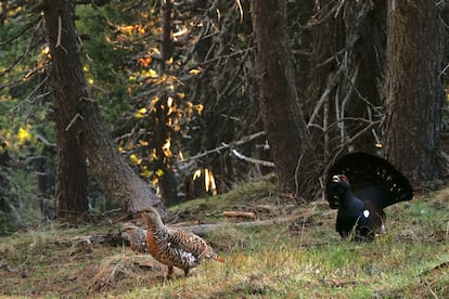 Un urogallo junto a dos urogallinas, en el Pirineo central, en Cataluña.  