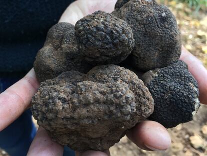 ¿Trufas en Mallorca?