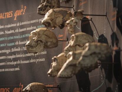 La exposición sobre Darwin en el Museo Marítimo con abundantes plafones y cartelas