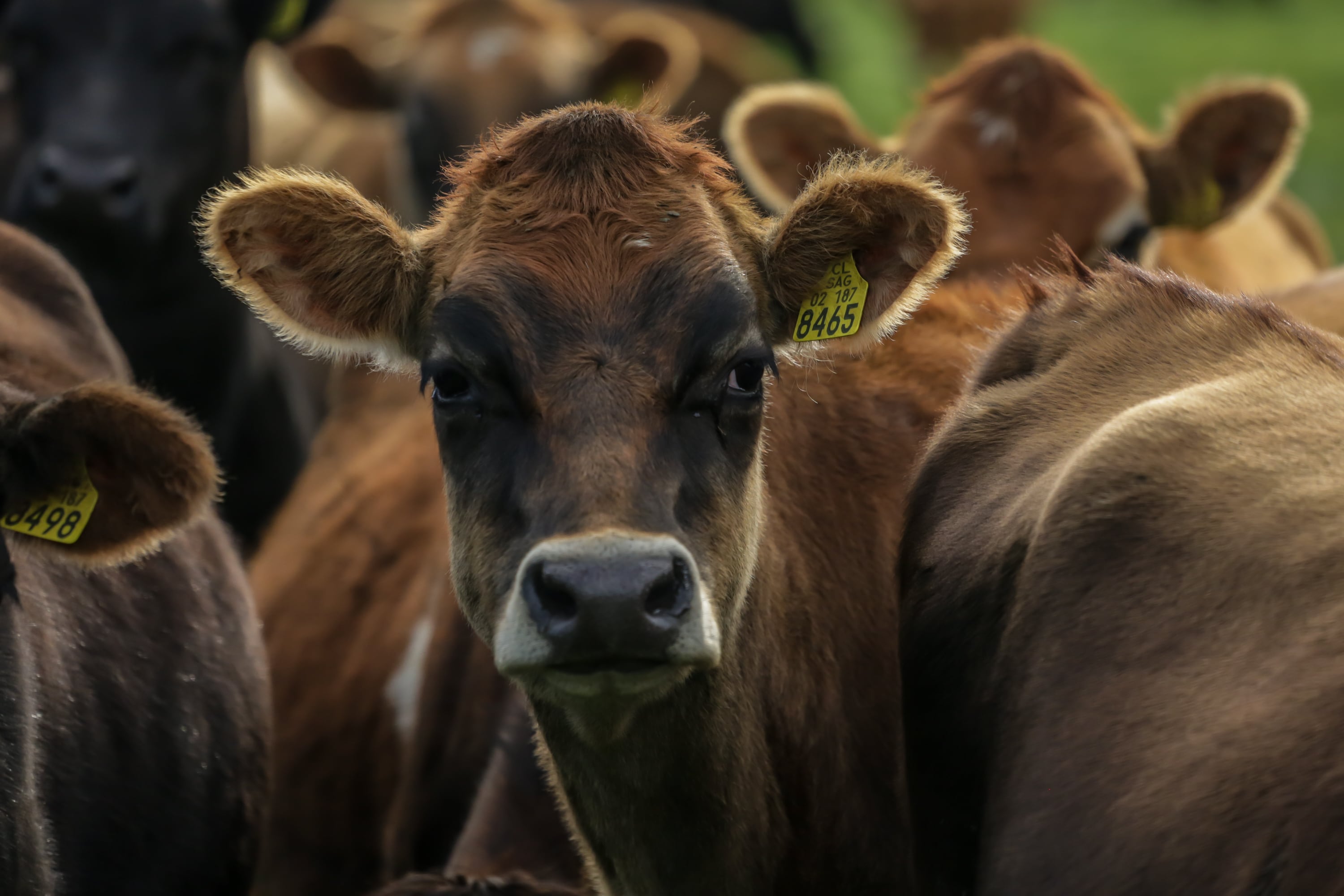 ¿Somos peores personas por comer carne?