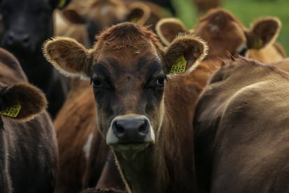 Ganado en un campo en la Región de los Lagos, conocida por su ganadería y producción lechera, en Osorno, Chile, en abril de 2024.