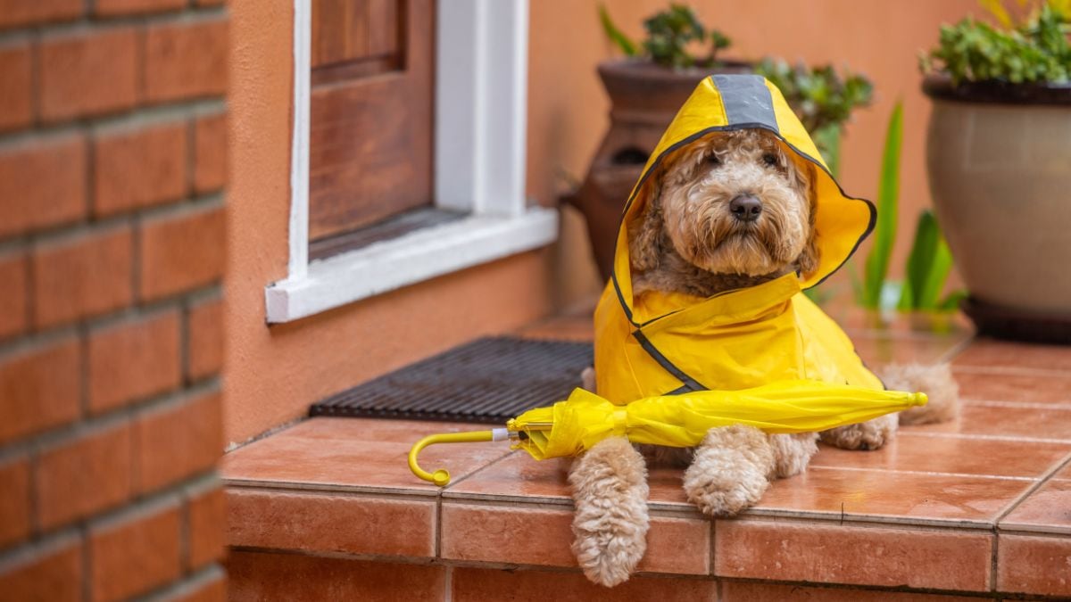 El chubasquero más vendido para perros medianos y grandes: la clave para paseos seguros y cómodos bajo la lluvia