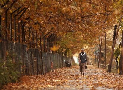 Un hombre de Cachemira camina por un camino cubierto de hojas en Srinagar (India).