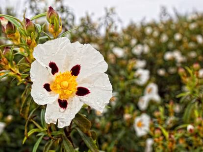 La floración de las jaras (Cistus ladanifer) se produce entre abril y junio.