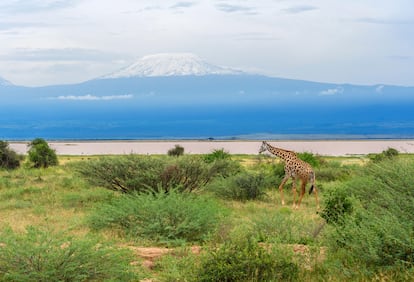 El parque nacional de Amboseli con la cumbre del Kilimanjaro nevada.