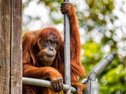 Puan, el orangután más viejo del mundo, en una foto cedida por el zoológico de Perth.