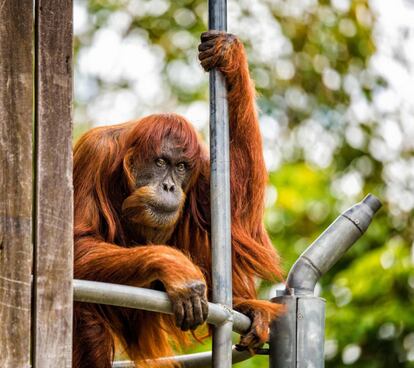 Puan, el orangután más viejo del mundo, en una foto cedida por el zoológico de Perth.