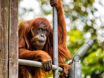 Puan, el orangután más viejo del mundo, en una foto cedida por el zoológico de Perth.