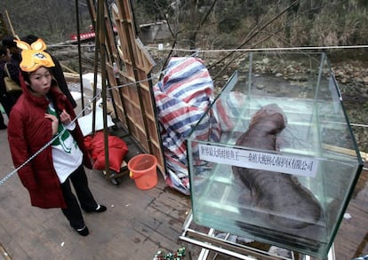 Una mujer observa una salamandra gigante china el 10 de diciembre de 2005 en Zhangjiajie (China).