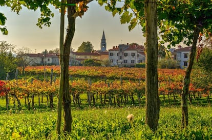 Viñedos cerca de Piran.