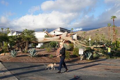 Una mujer pasea con su perro por cerca de un árbol caído, a causa de la tormenta 'Hilary', este lunes en Palm Springs.