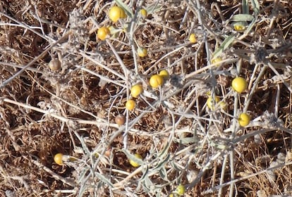 Otro ejemplo de esta modificación vegetal son las berenjenas. Las primeras variedades se cultivaron en China y, aún hoy, sigue existiendo una amplia variedad de formas y colores como el blanco, azul, púrpura y amarillo, aunque las versiones primitivas solían tener espinas entre el tallo de la planta y la flor. Sobre si los productos transgénicos suponen un riesgo real para las personas, Mulet es rotundo: “En 30 años no hemos tenido ningún problema de salud ni de medioambiente. El proceso de autorización es tan estricto que difícilmente podría suponer algún peligro y, en caso de existir, serían similares a los de los no OGM. Al fin y al cabo, un transgénico solo tiene un trozo de ADN que codifica una proteína que lo distingue del original. ADN y proteína que se degradan en el estómago”.