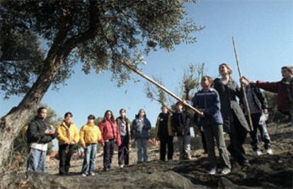 Alumnos del colegio público Rafael Alberti de Rivas aprenden a varear los olivos.