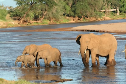 Elefantes Africa