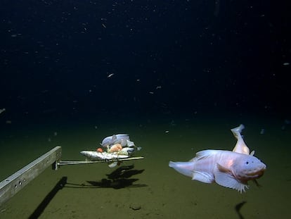 SÍDNEY (AUSTRALIA), 03/04/2023.- Un solitario pez fue captado por una cámara submarina a 8.336 metros de profundidad, el avistamiento de este tipo de animales más profundo hasta la fecha, informan este lunes fuentes académicas de Australia. El pez, un ejemplar juvenil de un tipo de pez caracol llamado Pseudoliparis belyaevi, fue filmado en la fosa submarina Izu-Ogasawara, a unos mil kilómetros al sur de Tokio, según el comunicado de la Universidad de Australia Occidental (UWA). EFE/ Universidad De Australia Occidental SOLO USO EDITORIAL/SOLO DISPONIBLE PARA ILUSTRAR LA NOTICIA QUE ACOMPAÑA (CRÉDITO OBLIGATORIO)
