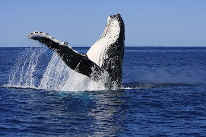 Ballena jorobada en Nueva Caledonia.