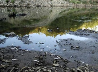 Truchas muertas en la presa del Ulla.