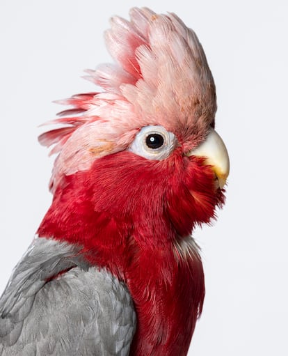 Cacatúa gala ('Eolophus roseicapilla').