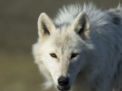 Un lobo en el Ártico.