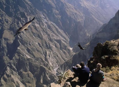 Una pareja de Cóndores vuelan junto al mirador de la Cruz del Cóndor, en pleno Cañón del Colca